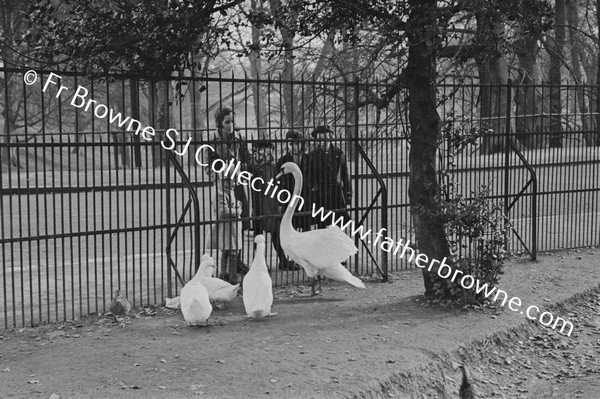 DUBLIN ZOO SWANS